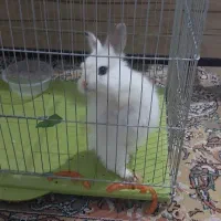 خرگوش