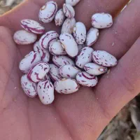 لوبیا چیتی پا کوتاه درجه یک بوجاری شده  دستچین