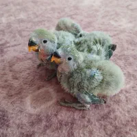 فروش جوجه طوطی برزیلی  صورت هلویی