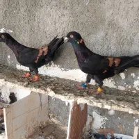 کبوتر سوری خط سرخ اصیل