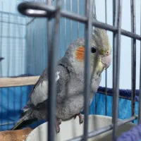 عروس هلندی ۴ ماهه|پرنده|محمدیه-قزوین, |دیوار