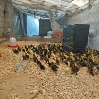 جوجه اردک محلی