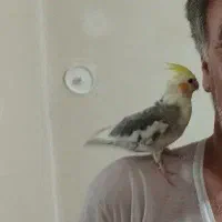 عروس هلندی دستی گمشده|حیوانات|سبزوار, توحیدشهر|دیوار