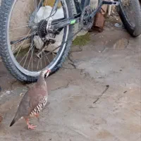 کبوتر نر کوهی