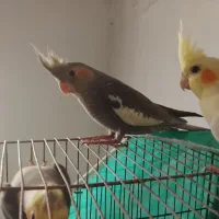 عروس هلندی|پرنده|سردرود, |دیوار