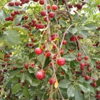 باغ-و-باغچه-معاوضه-با-ماشین