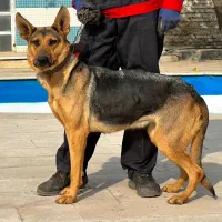 سگ ژرمن شیپرد ورکلاین ( کار ) ماده