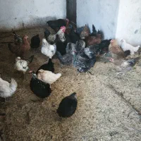 مرغ و خروس|حیوانات مزرعه|رودهن, |دیوار