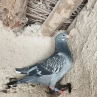 جوجه پلاکی