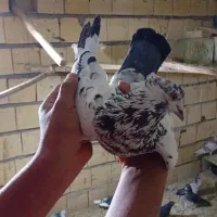 کفتر خوب و پرشی