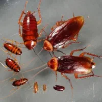 سمپاشی ساس سوسک بید پشه کنه