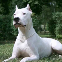 واگذاری سگ قبول میکنم