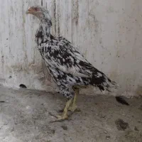 مرغ و خروس لاری|حیوانات مزرعه|پاوه, |دیوار