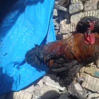 خروس سلطان معاوضه با مرغ یا بوقلمون یا غاز