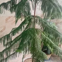 گل با رشدخوب