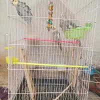 عروس هلندی سخنگو