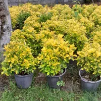 انجام کلیه خدمات باغبانی نقد و اقساط