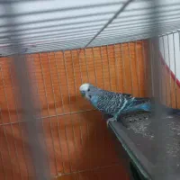 مرغ عشق|پرنده|مشهد, کشف|دیوار