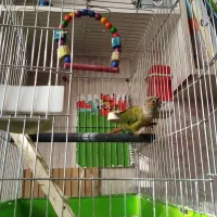 گرینچیک سخنگو و دستی|پرنده|ری, علایین|دیوار