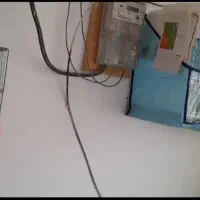 یک جفت قناری سیلور جوان مست مست|پرنده|مرودشت, ژیان|دیوار