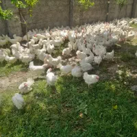 مرغ سفید تخم گذار تمام پر درجه 1