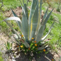 ۱۰۰ عدد آگاو خنجری ابلق فروش تکی نداریم