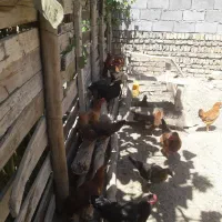 غازومرغ محلی