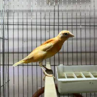قناری مست بخون|پرنده|چالوس, |دیوار