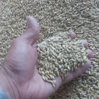 خرید فروش انواع خوراک دام بصورت عمده وخورده