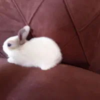 خرگوش کیوت تمیز بدون مریضی اندازه کف دست