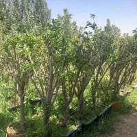 درخت نهال خرمالو کرج،کن پرس پرس