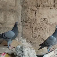 جوجه پلاکی|پرنده|سوسنگرد, |دیوار