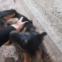 سگ پا کوتاه