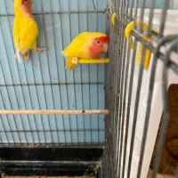 جفت مولد کوتوله برزیلی صورت هلویی|پرنده|دماوند, گیلاوند|دیوار