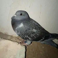 جفت جوجه نر