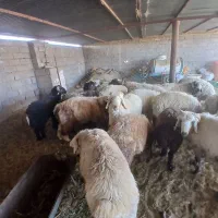 تعدادی بره نر بالای ۶۰ کیلو