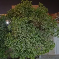 اجاره منزل مسکونی جم جاده فرودگاه|اجارهٔ خانه و ویلا|جم, |دیوار
