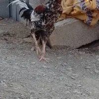 خروس و ماده مرغ|حیوانات مزرعه|ایرانشهر, |دیوار