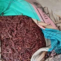 کرم خاکی طعمه ماهیگیری