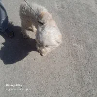 سگ پشمالو|سگ|تربتحیدریه, پائین ولایت|دیوار