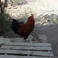 خروس