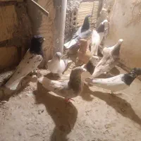 کبوتر|پرنده|تربت جام, مطهری|دیوار