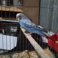 فروش.مرغ.عشق