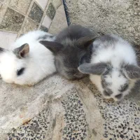 خرگوش لپ وخروس کوشین