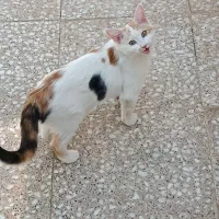 واگذاری گربه