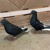 دم سفید در هویزه|پرنده|سوسنگرد, |دیوار