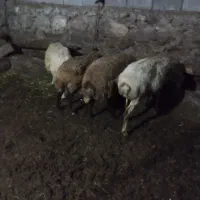 فروش گوسفند برای قصابی
