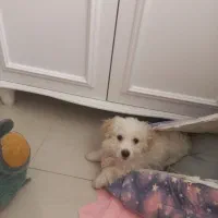 واگذاری توله|سگ|تهران, سجاد|دیوار