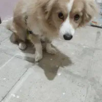 پامرین اشپیتز