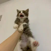 واگذاری دو بچه گربه حدودا سه ماهه|گربه|نوشهر, |دیوار